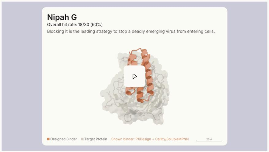 Visualisierung eines von Claude entworfenen Protein-Binders am Zielprotein Nipah G